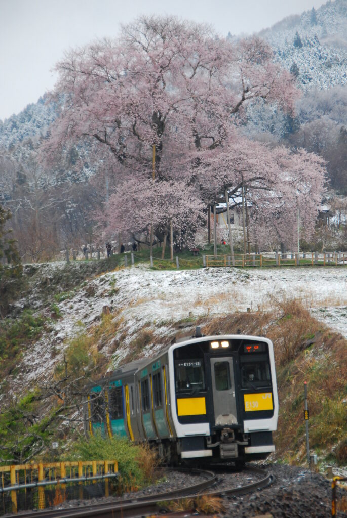 水郡線の脇で咲き誇る「戸津辺の桜」(矢祭町、2014年撮影)
