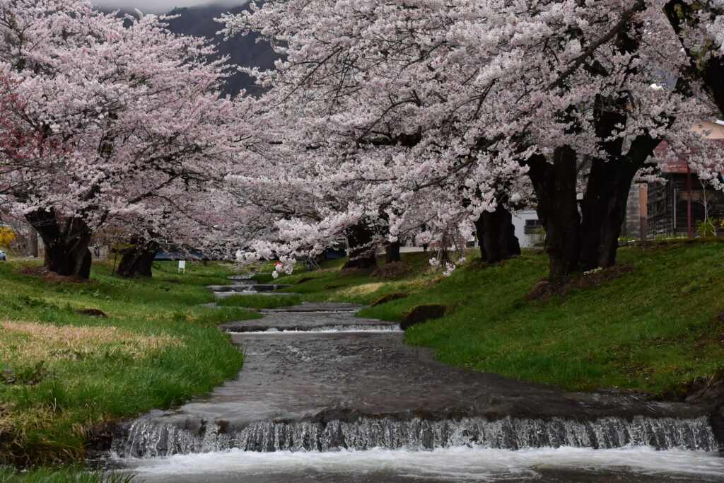 観音寺川の桜並木
(猪苗代町、2021年撮影)