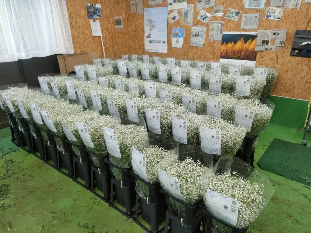 昭和かすみ草2